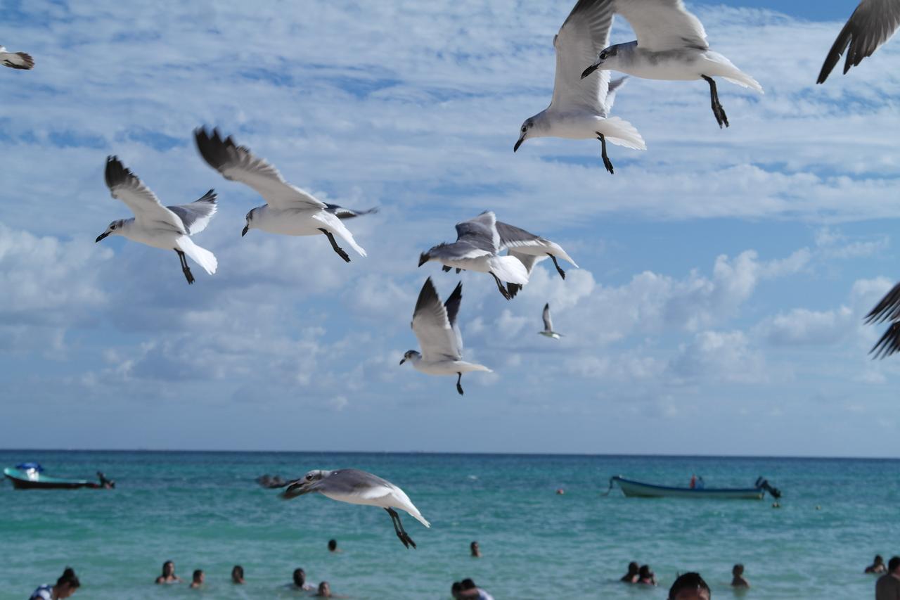 Casa Tucan Hotel Playa del Carmen Exteriör bild